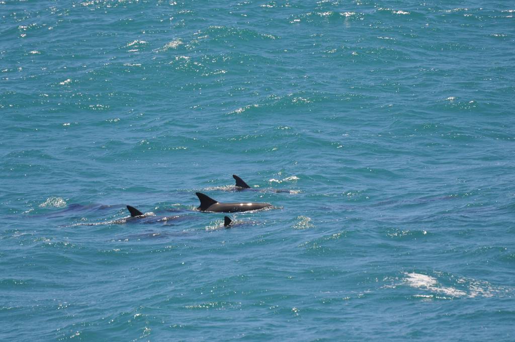 Dolphins aerial view