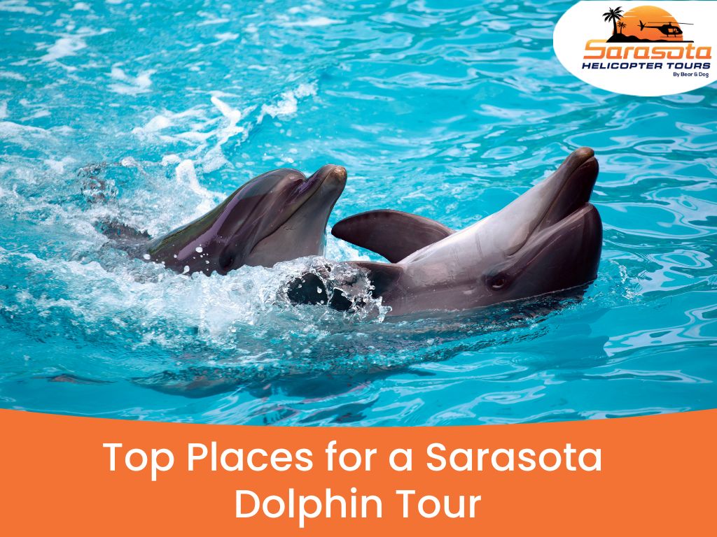 Top places sarasota dolphin tour